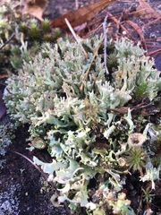 Cladonia turgida