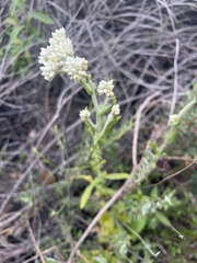 Pseudognaphalium biolettii