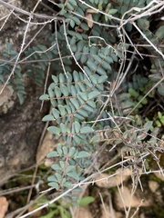 Pellaea truncata