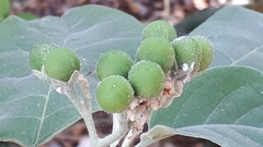 Solanum erianthum