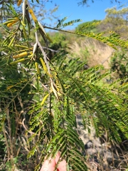 Vachellia hindsii