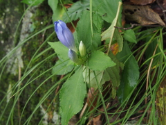 Gentiana sikokiana