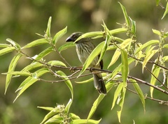 Saltator striatipectus