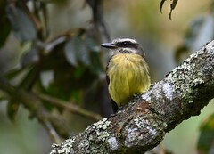 Myiodynastes hemichrysus