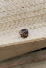 Euconulus