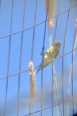 Spinus psaltria