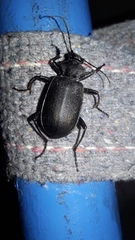 Calosoma orientale
