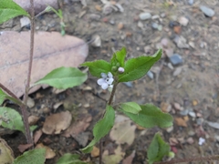 Bothriospermum zeylanicum