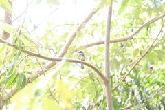 Rhipidura rufiventris