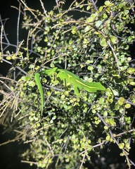 Naultinus elegans