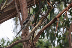 Anthochaera paradoxa