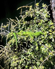 Naultinus elegans