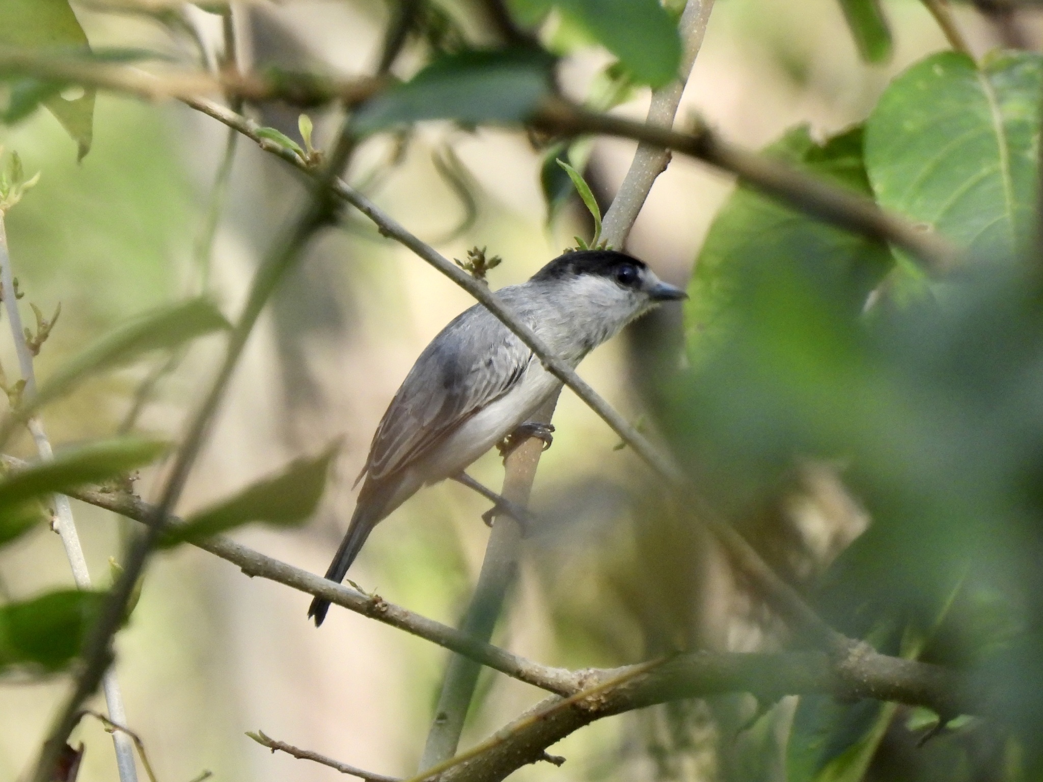 Cinereous Becard (Pachyramphus rufus), photo 10