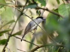 Pachyramphus rufus