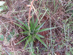 Dyckia brasiliana