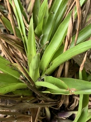 Guzmania lingulata
