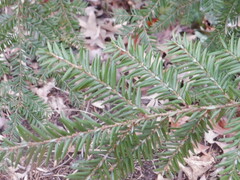 Tsuga canadensis