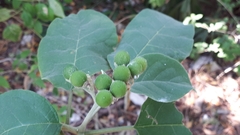Solanum erianthum