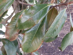 Magnolia grandiflora