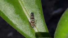 Agrosoma placetis