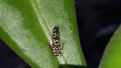 Agrosoma placetis