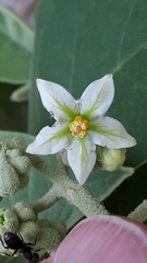 Solanum erianthum