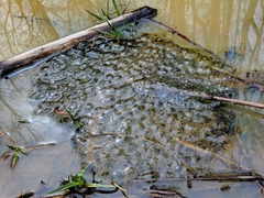 Lithobates sphenocephalus