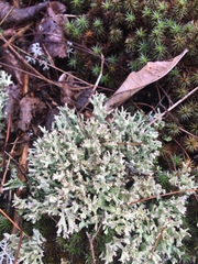 Cladonia turgida