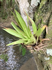 Guzmania lingulata