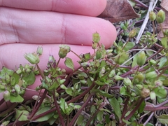 Stellaria apetala