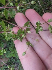 Stellaria apetala