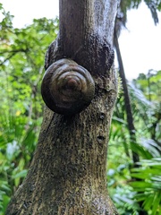 Caracolus