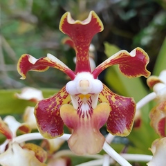 Vanda