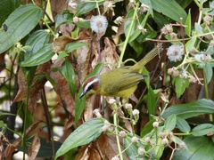 Basileuterus delattrii
