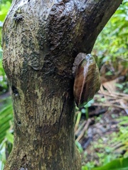 Caracolus