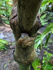 Caracolus