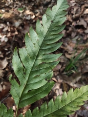 Woodwardia japonica