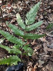 Woodwardia japonica