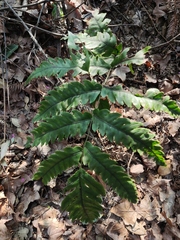 Woodwardia japonica