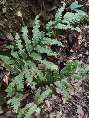 Woodwardia japonica