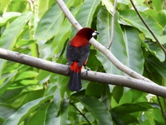 Ramphocelus dimidiatus