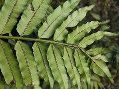 Angiopteris fokiensis