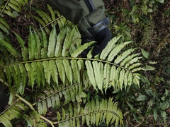 Angiopteris fokiensis