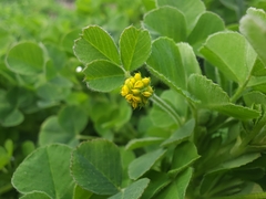 Medicago lupulina