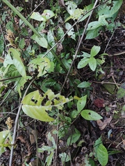 Angiopteris fokiensis