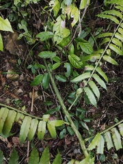 Angiopteris fokiensis