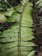 Angiopteris fokiensis