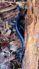 Plethodon glutinosus