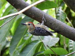 Melanerpes rubricapillus