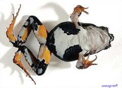 Perez's Snouted Frog photo 2